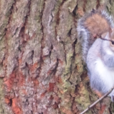 An image of an American grey squirrel, sitting on the branch of an English Oak tree.