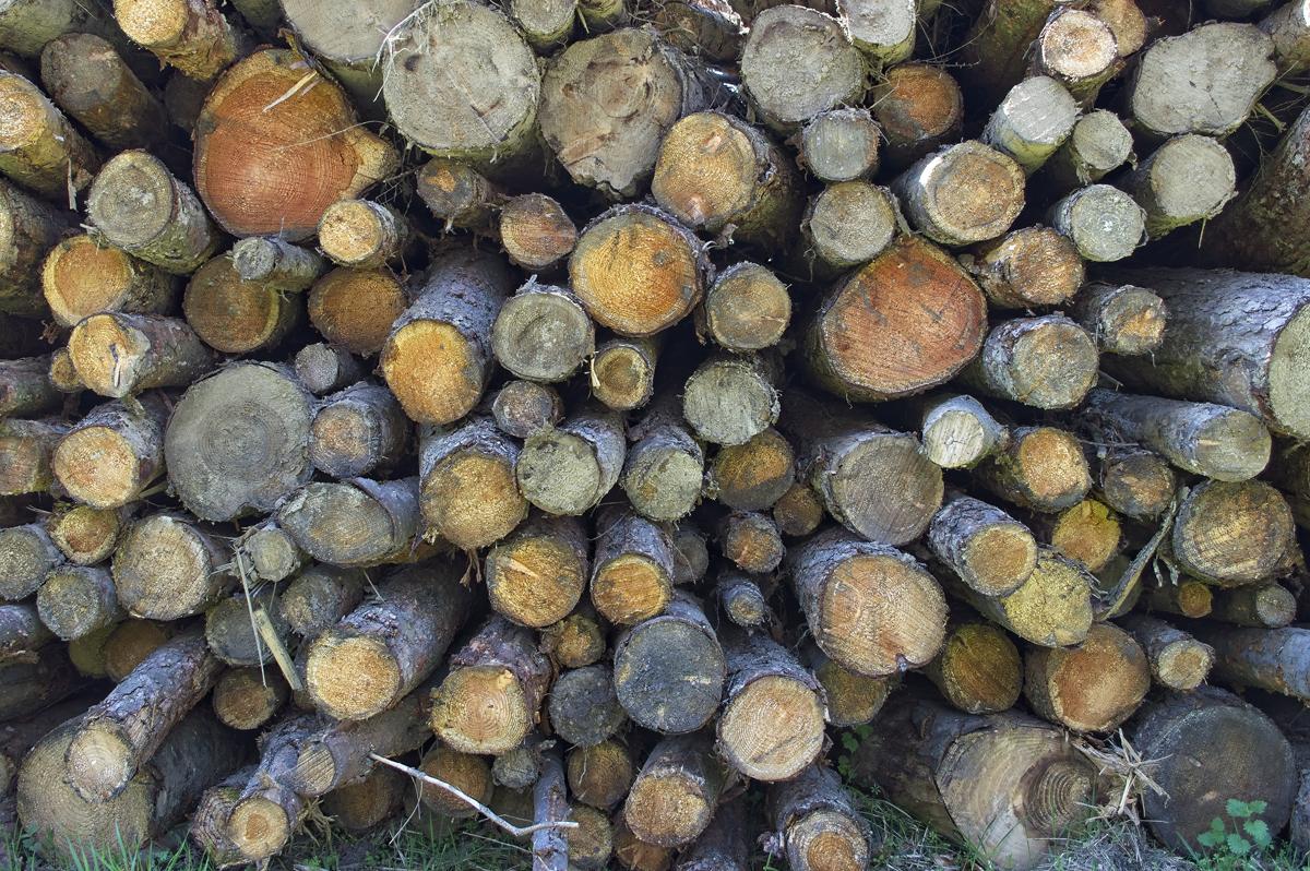 An image of a log pile, showing the ends of the logs.